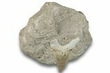 Otodus Shark Tooth Fossil in Rock - Morocco #257677-1
